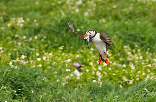 Su, Keren 아티스트의 Atlantic Puffin-Fratercula arctica-flying over the meadow carrying fish in its beak-Northumberland-작품입니다.